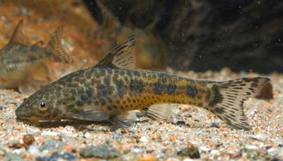 Otocinclus flexilis